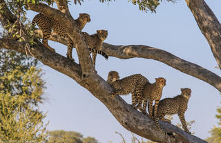 Queenie teaches her sub adult cubs to climb a tree!