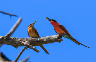 Over 400 species of birds in Hwange