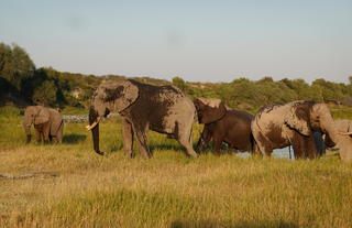 MAKGADIKGADI/BOTETI 
