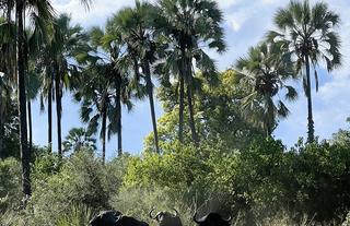 Buffalo at Kala Camp Island