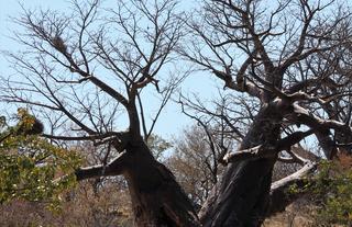 Baobab Tree Excursions