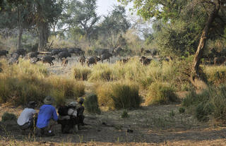 Walking Safari 