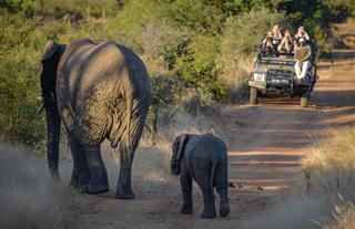 Elephants with safari vehicle at Khaya Ndlovu