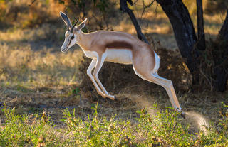 Wildlife