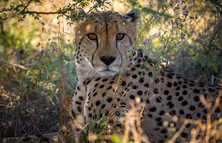 Wildlife