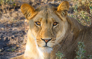 Wildlife