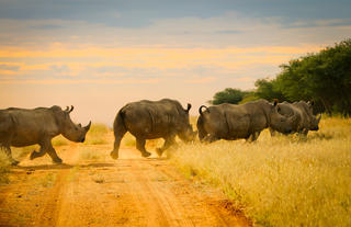 Activities - Rhinos