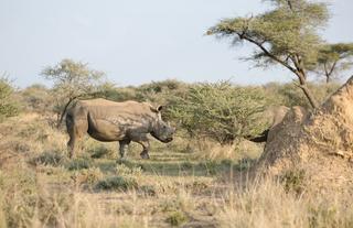 Rhino Tracking