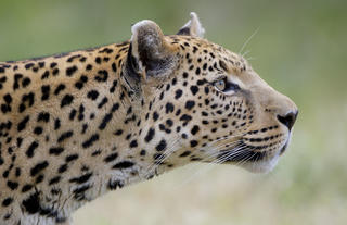 Okonjima Experience - Leopard Tracking