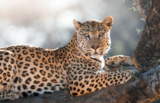 Okonjima Experience - Leopard Tracking