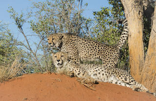 Rescued Cheetah at the AfriCat carnivore care centre 