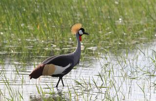 Birdlife