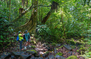 Masoala Forest Lodge - activity (forest walk)