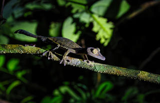 Masoala Forest Lodge - wildlife