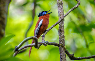 Masoala Forest Lodge - wildlife