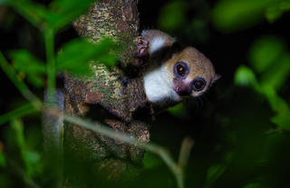 Masoala Forest Lodge - wildlife