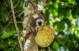 Masoala Forest Lodge - wildlife