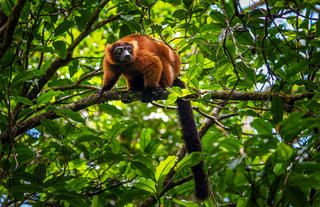 Masoala Forest Lodge - wildlife