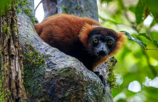 Masoala Forest Lodge - wildlife