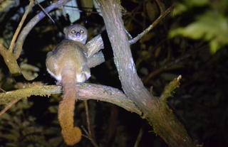 Masoala Forest Lodge - Masoala woolly lemur