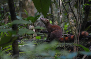 Masoala Forest Lodge - ring-tailed vontsira