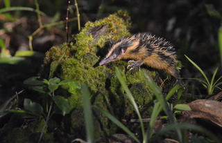 Masoala Forest Lodge - lowland streaked tenrec