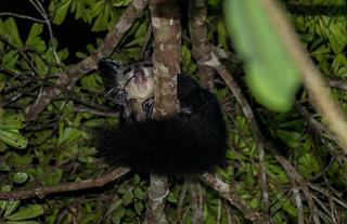 Masoala Forest Lodge - aye-aye