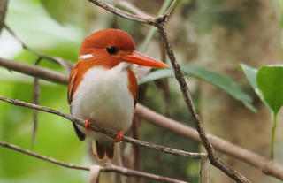 Masoala Forest Lodge - Madagascar pygmy kingfisher