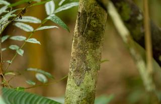 Masoala Forest Lodge - leaf-tailed gecko species