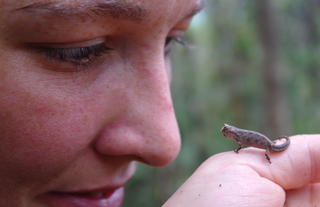 Masoala Forest Lodge - Broookesia chameleon