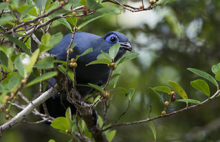 Masoala Forest Lodge - blue coua