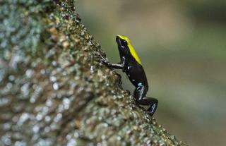 Masoala Forest Lodge - climbing mantella