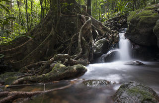 Masoala Forest Lodge - primary rainforest