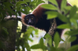 Masoala Forest Lodge - lemur viewing