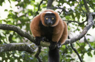 Masoala Forest Lodge - red ruffed lemur