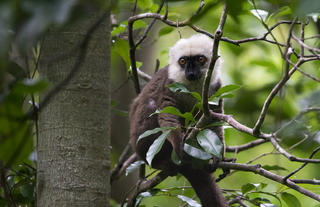 Masoala Forest Lodge - white-fronted brown lemur