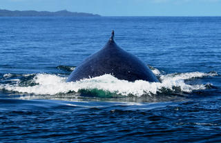 Masoala Forest Lodge - humpback whale