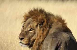 North Island Okavango, NG 23A, Okavango Delta