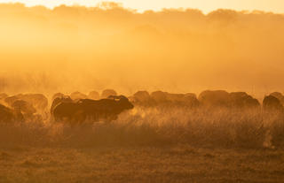 Herds of Buffalo