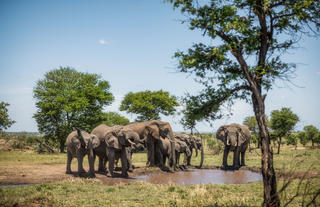 Serengeti Pioneer Camp