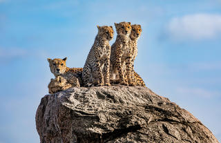 Olkeri Camp - cheetah