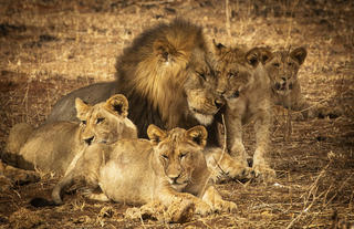 Olkeri Camp - pride of lions