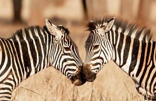 Olkeri Camp - Zebra