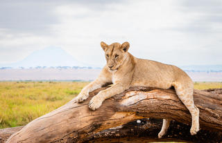 Olkeri Camp - Lion