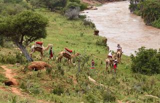 Camel safari