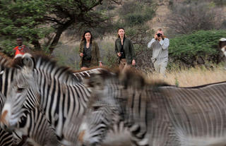 Walking with Zebras