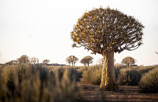 Gondwana Canyon Park