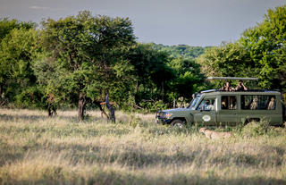 Togoro Safari