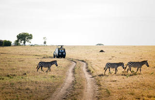 Togoro Safari