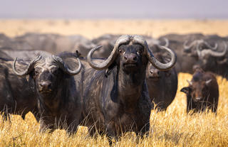 Buffalo